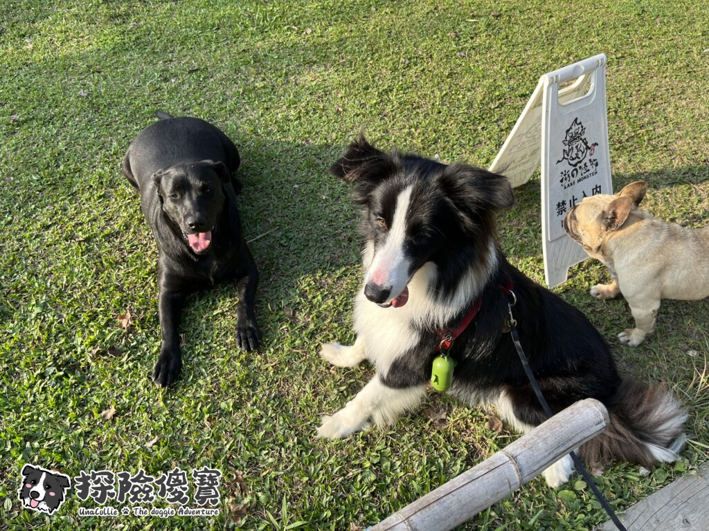 三隻狗狗