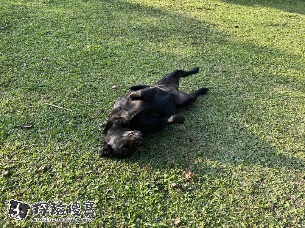 噢耶