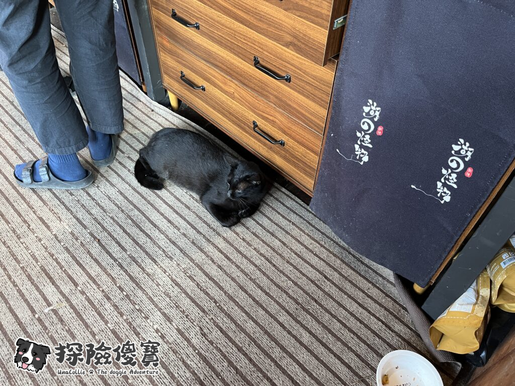 廚房裡的貓