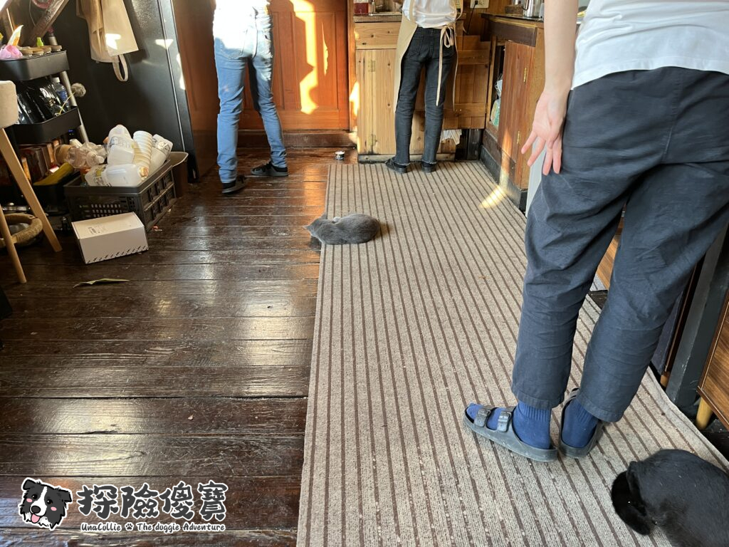 廚房裡的貓